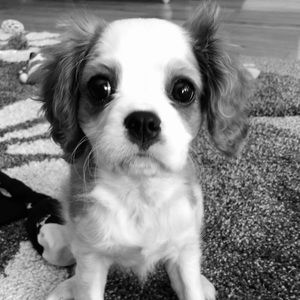 Meet your Posher, Christy